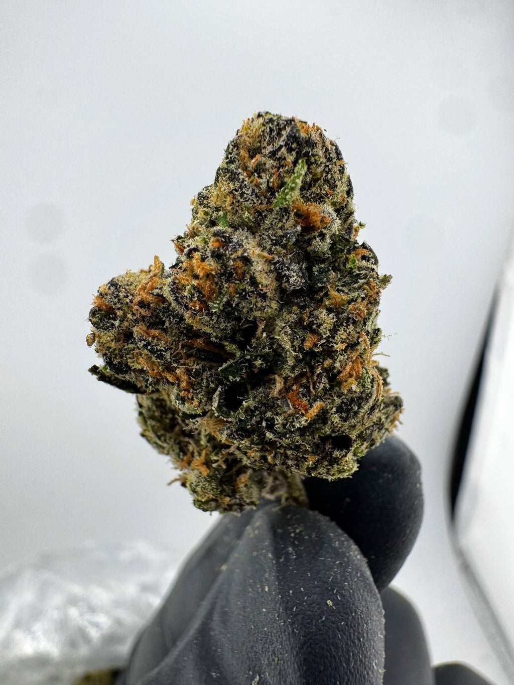 CANDY LOOPS                        By Preferred Gardens