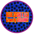 BLUE ZUSHI x L.C.G. (7g)