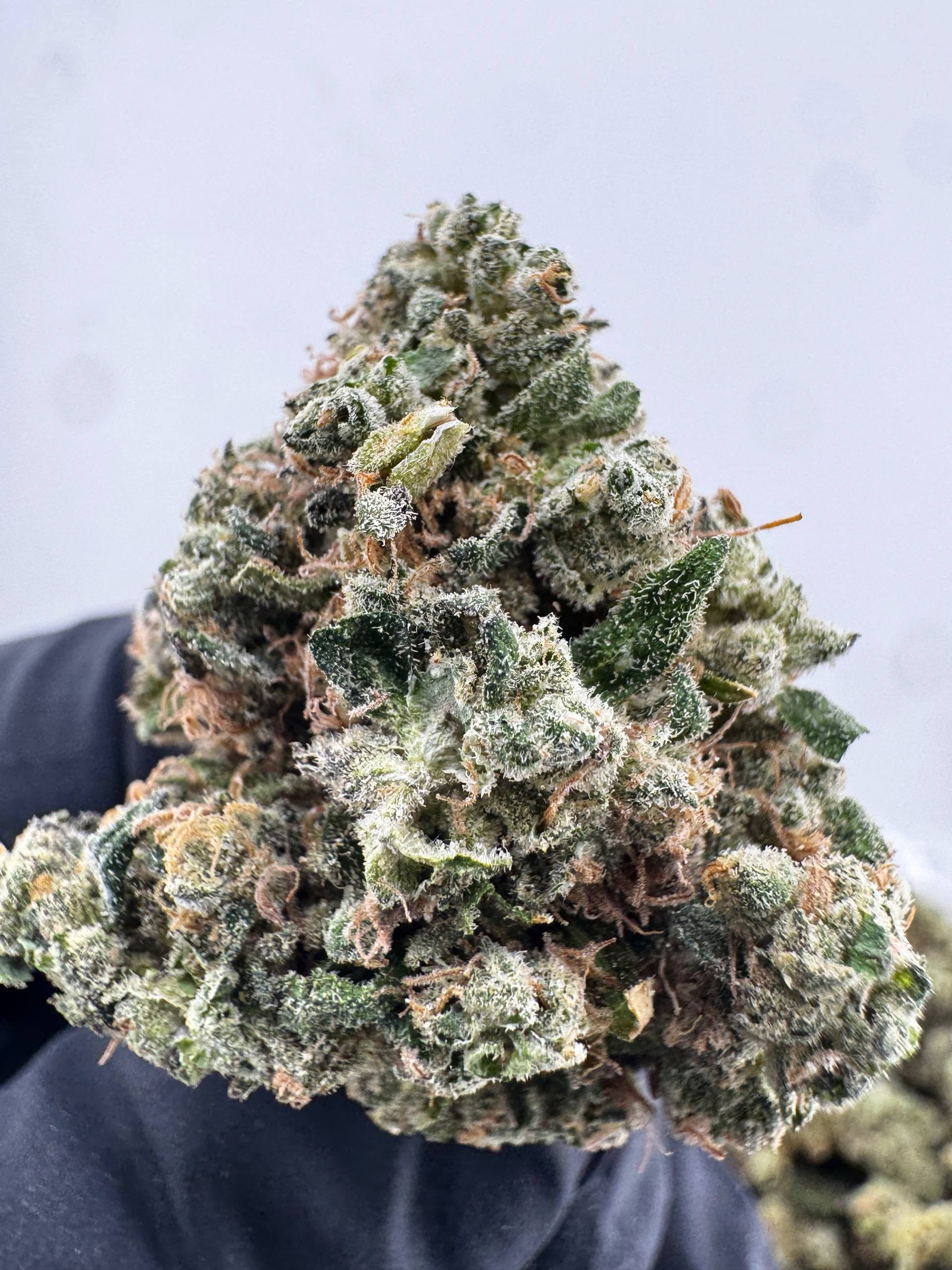Sour Runtz⭐️