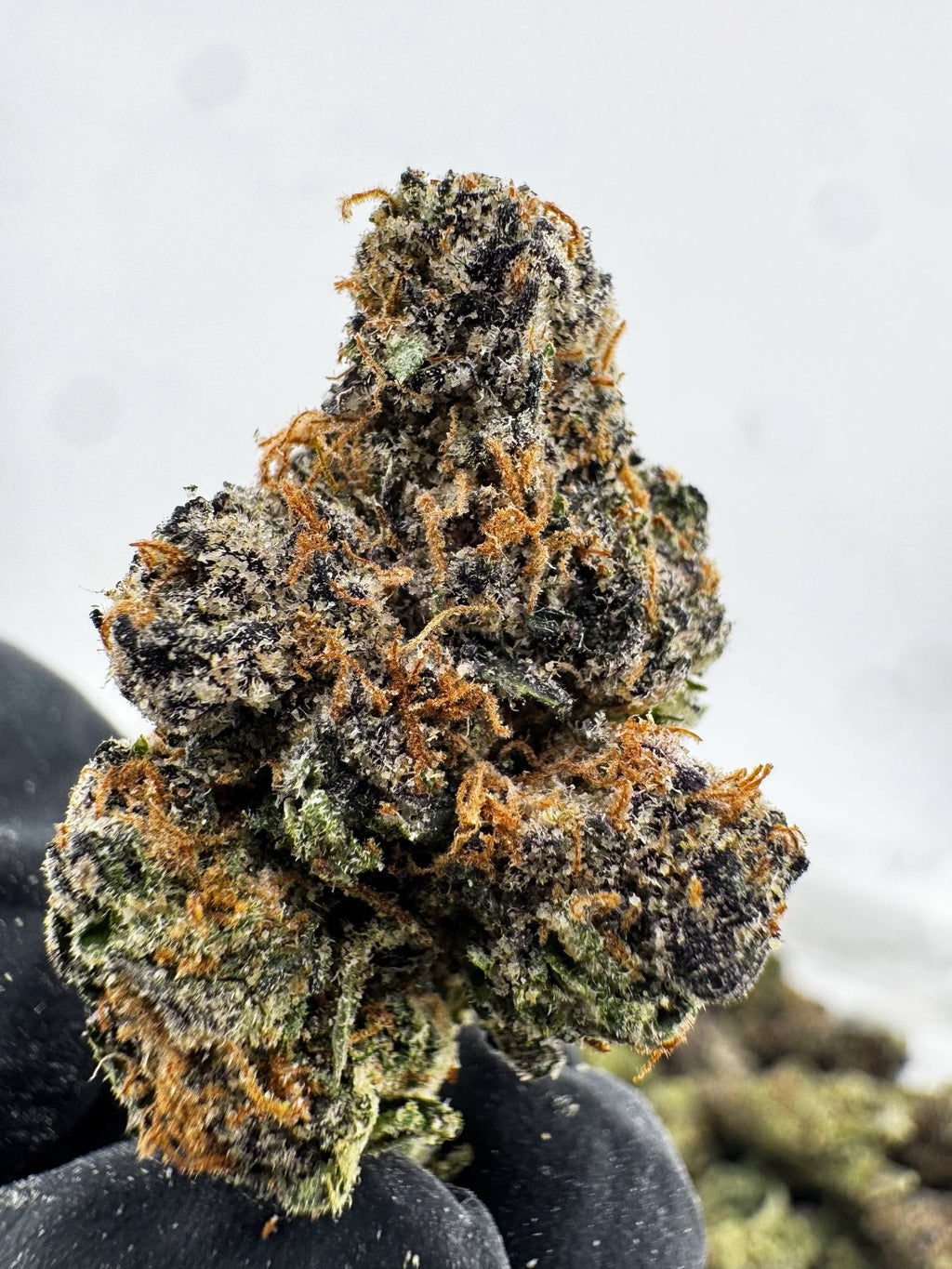 Lemon Garcia