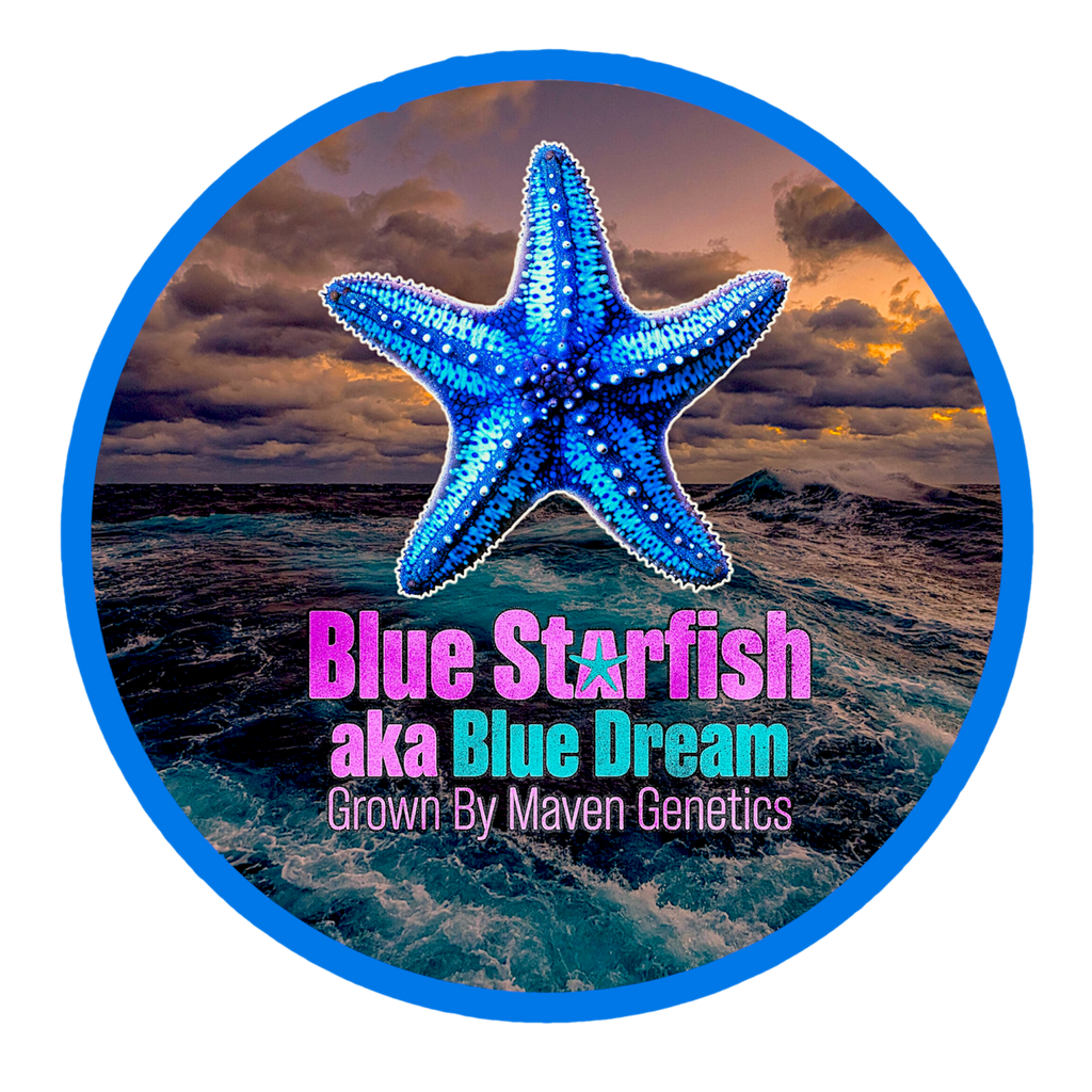 Blue Starfish ⭐️