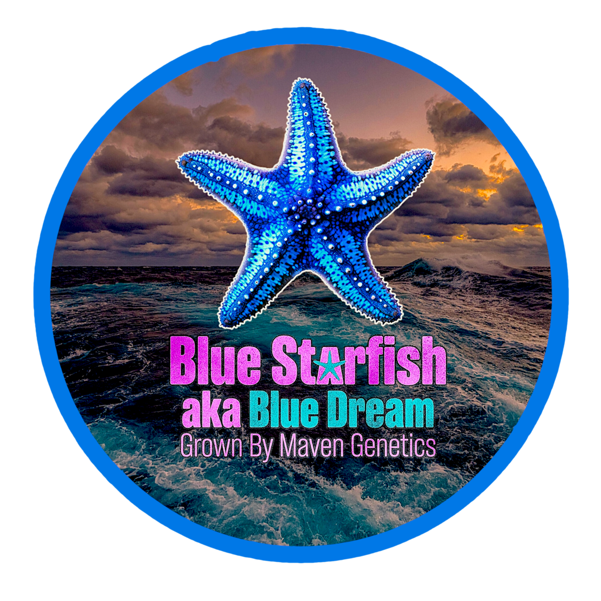 Blue Starfish ⭐️