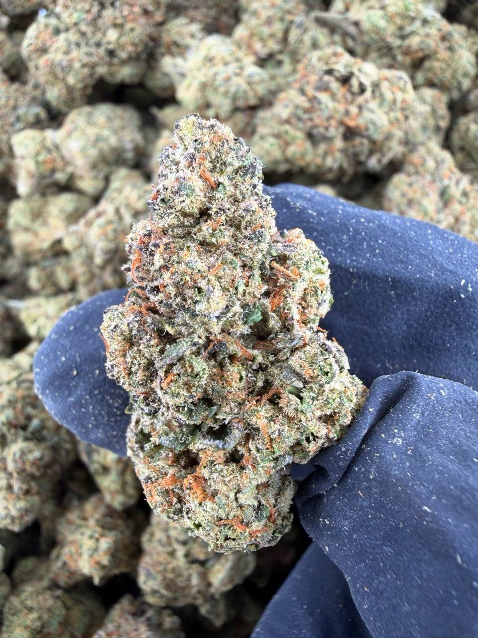 Apple Jack