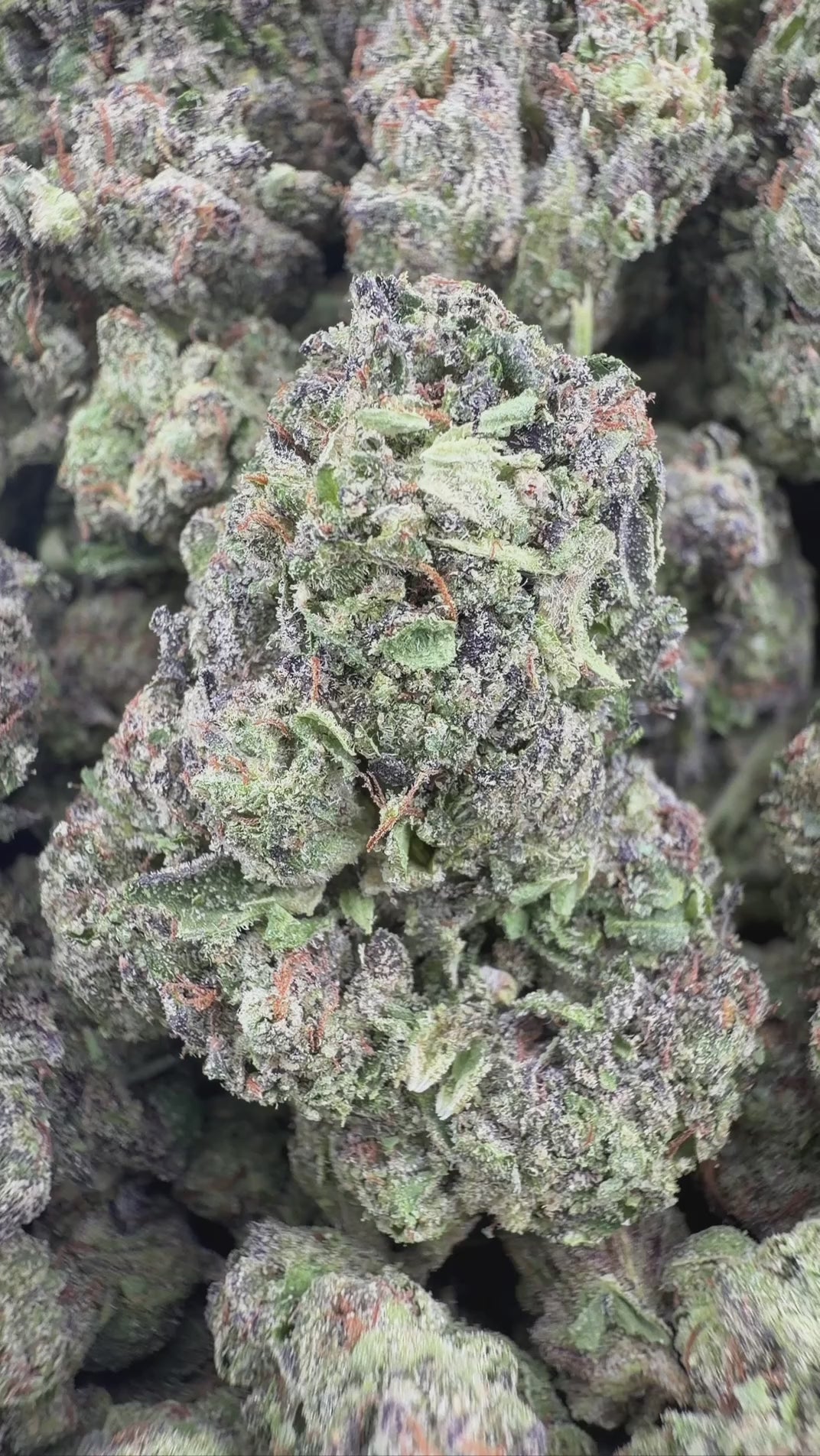 BLUE NERDZ