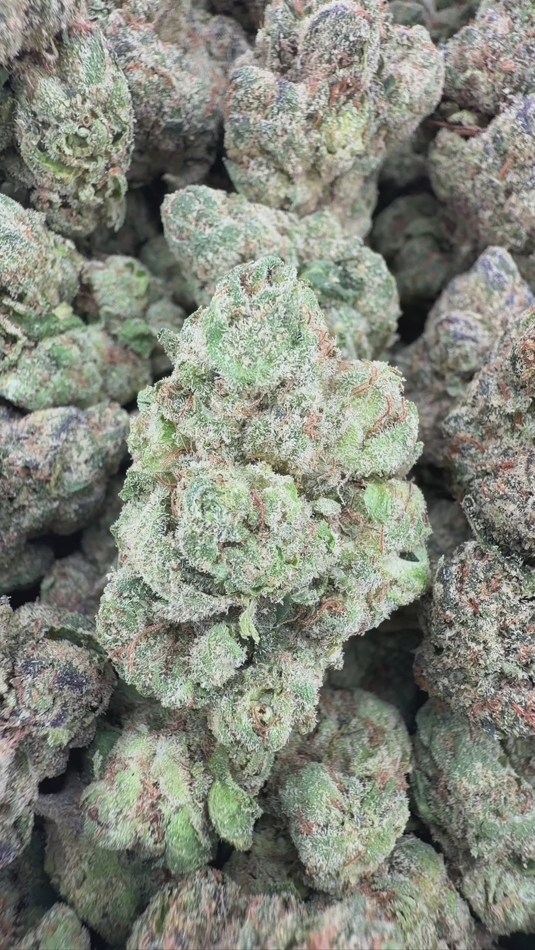 COCO RUNTZ