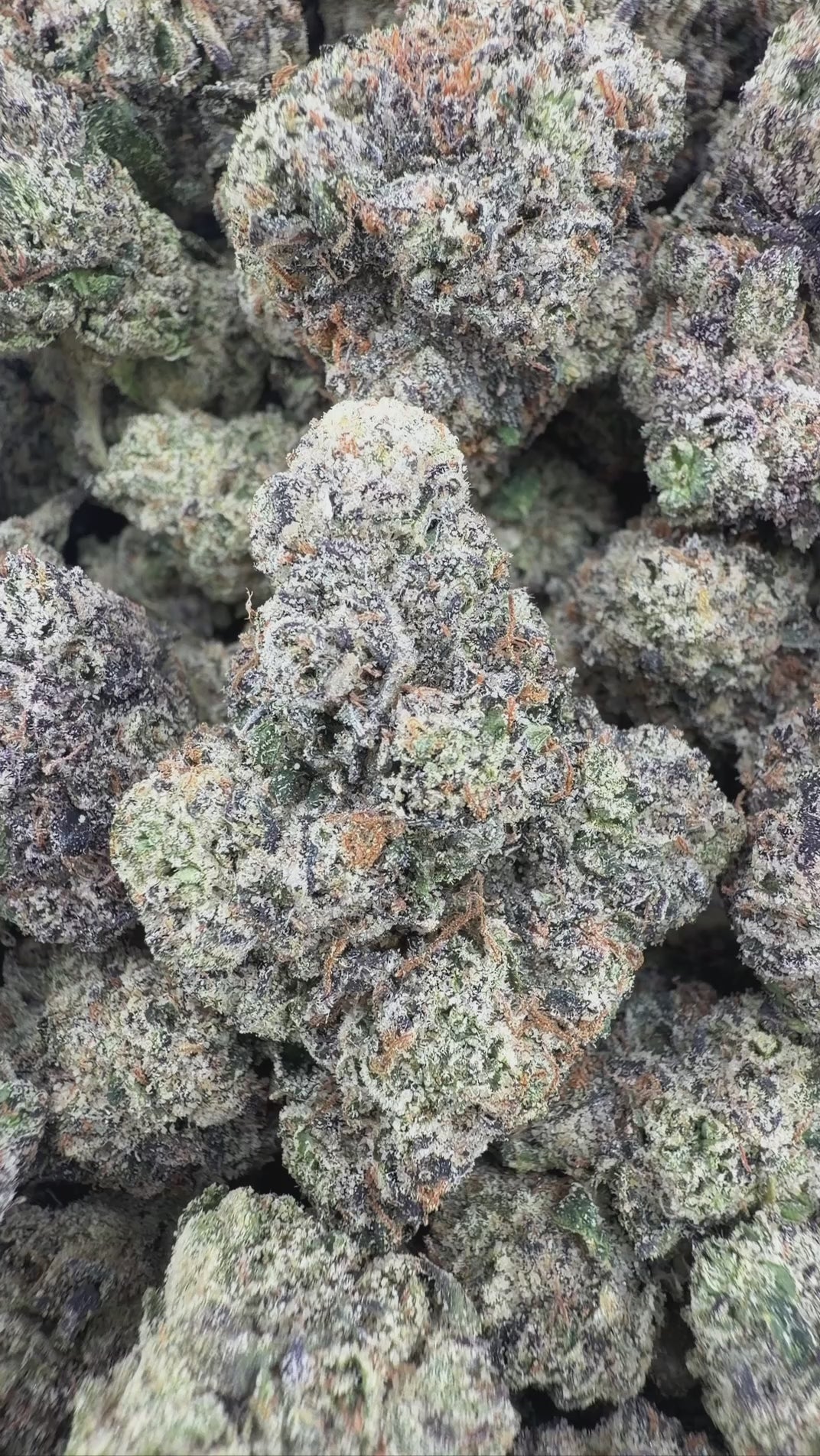 SOUR RUNTZ