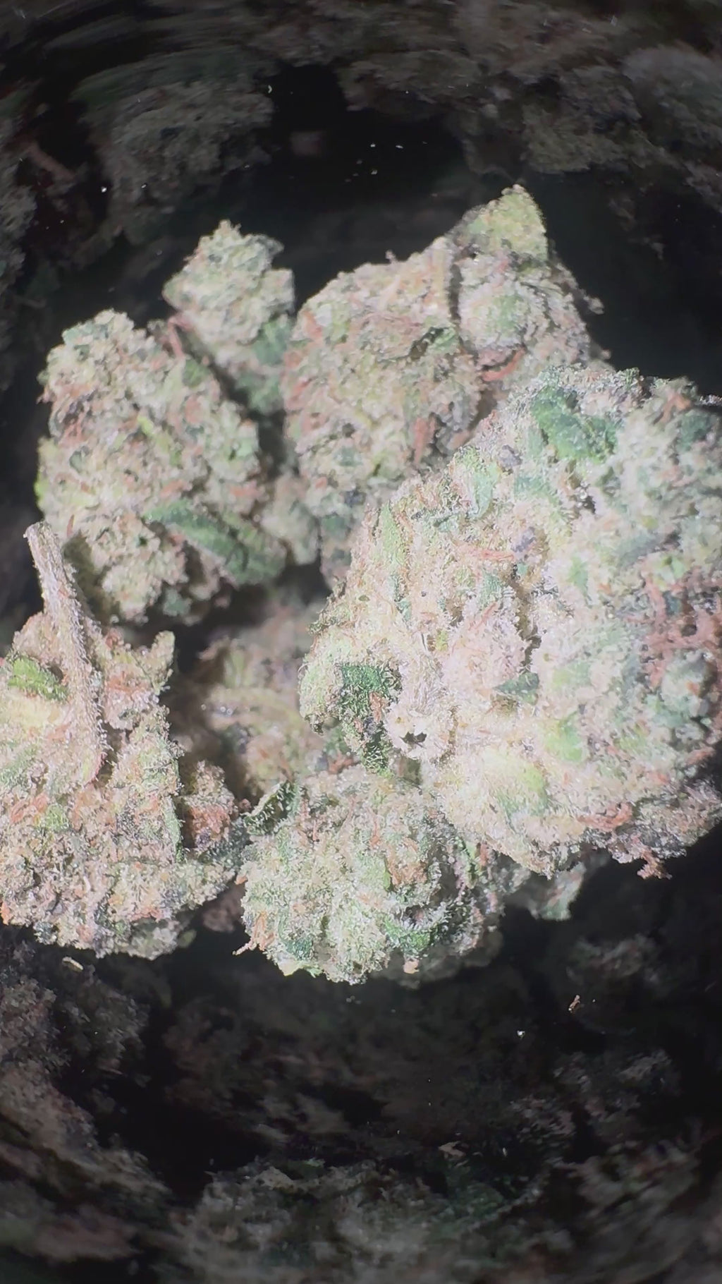 ZOURS (7G) 🆕