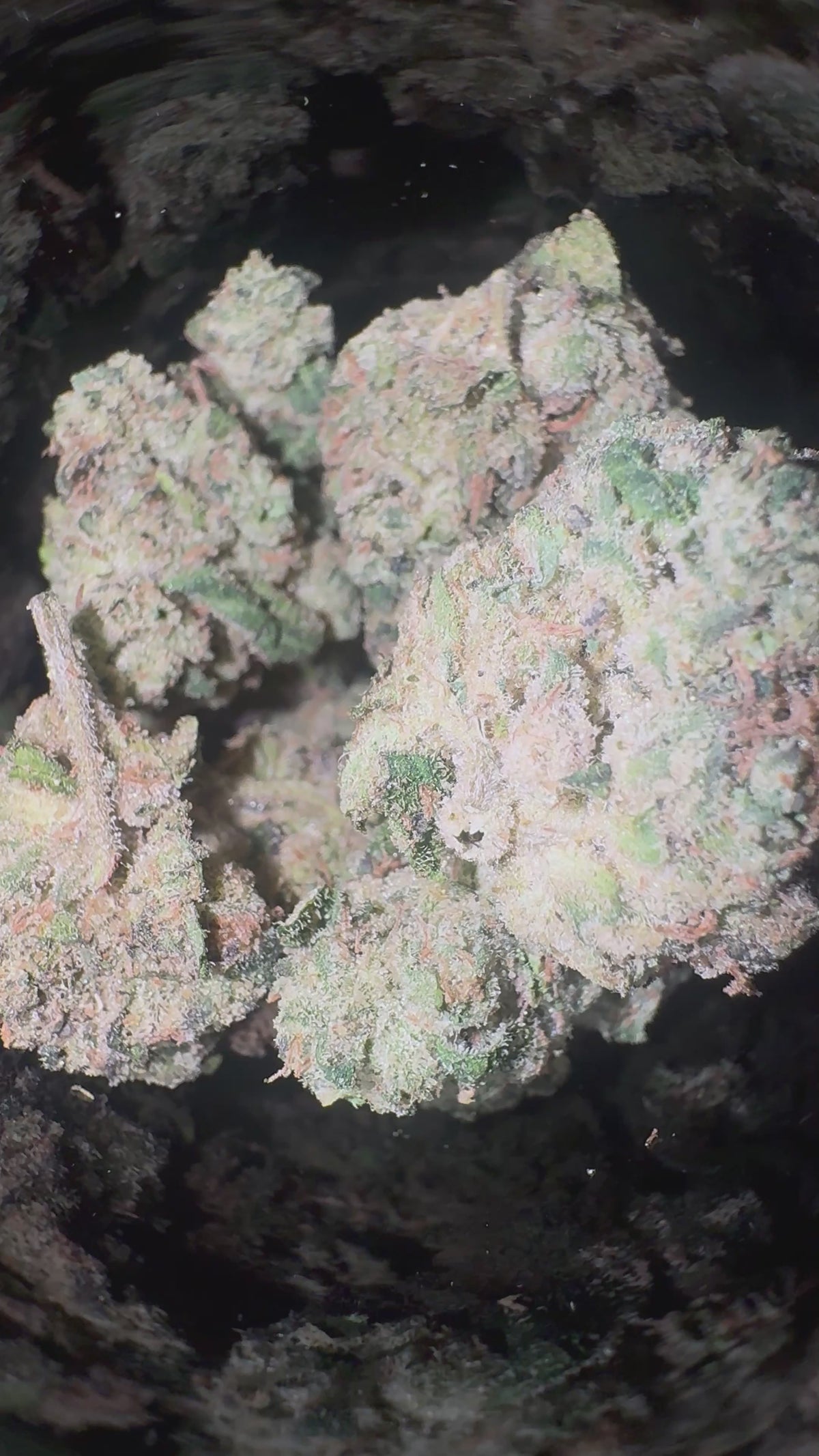 ZOURS (7G) 🆕