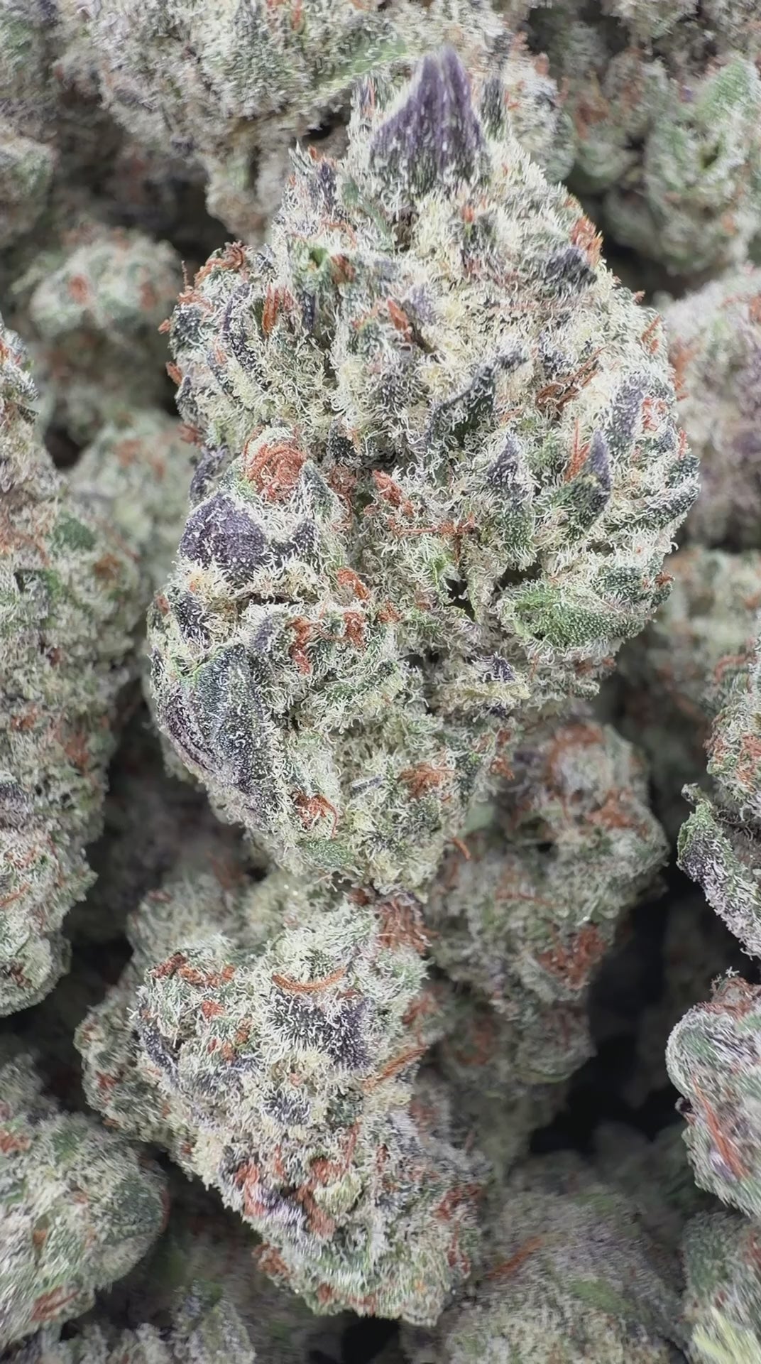 DANTES INFERNO
By GH Farms
