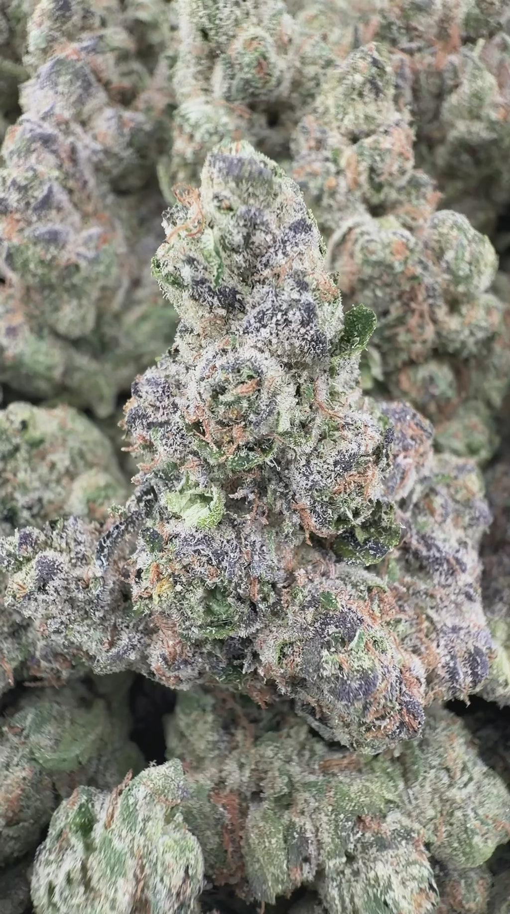 CHERRY RUNTZ By GH Farms