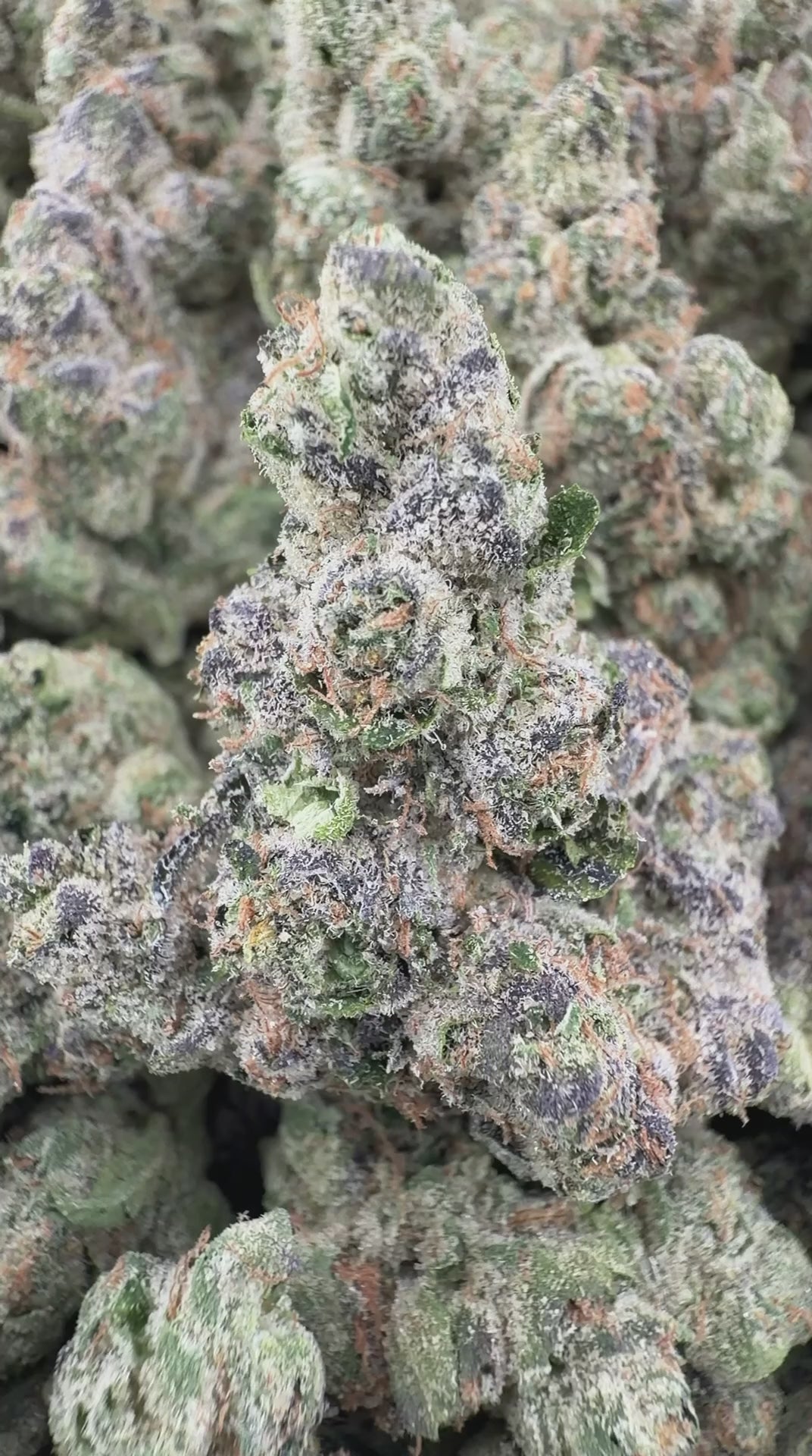 CHERRY RUNTZ By GH Farms