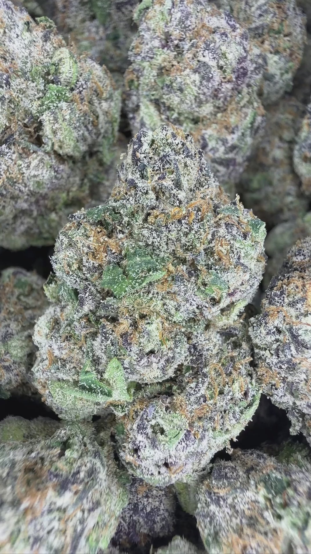 STRAWBERRIES & CREAM By Shasta Farms