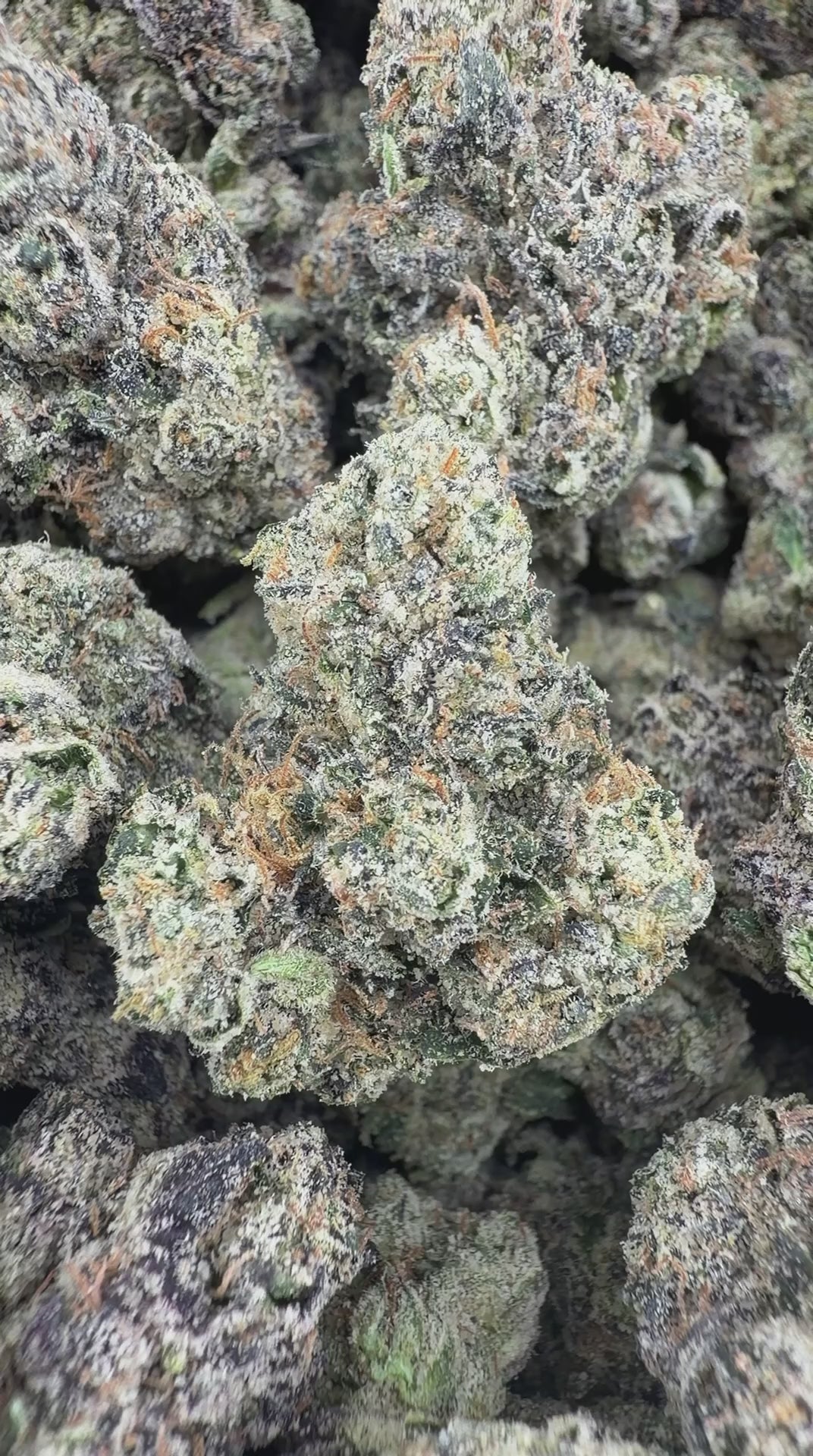 ANGELS DELIGHT