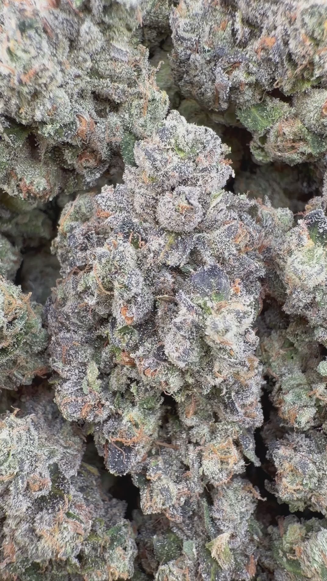 TOAD VENOM 🐸 (7G)