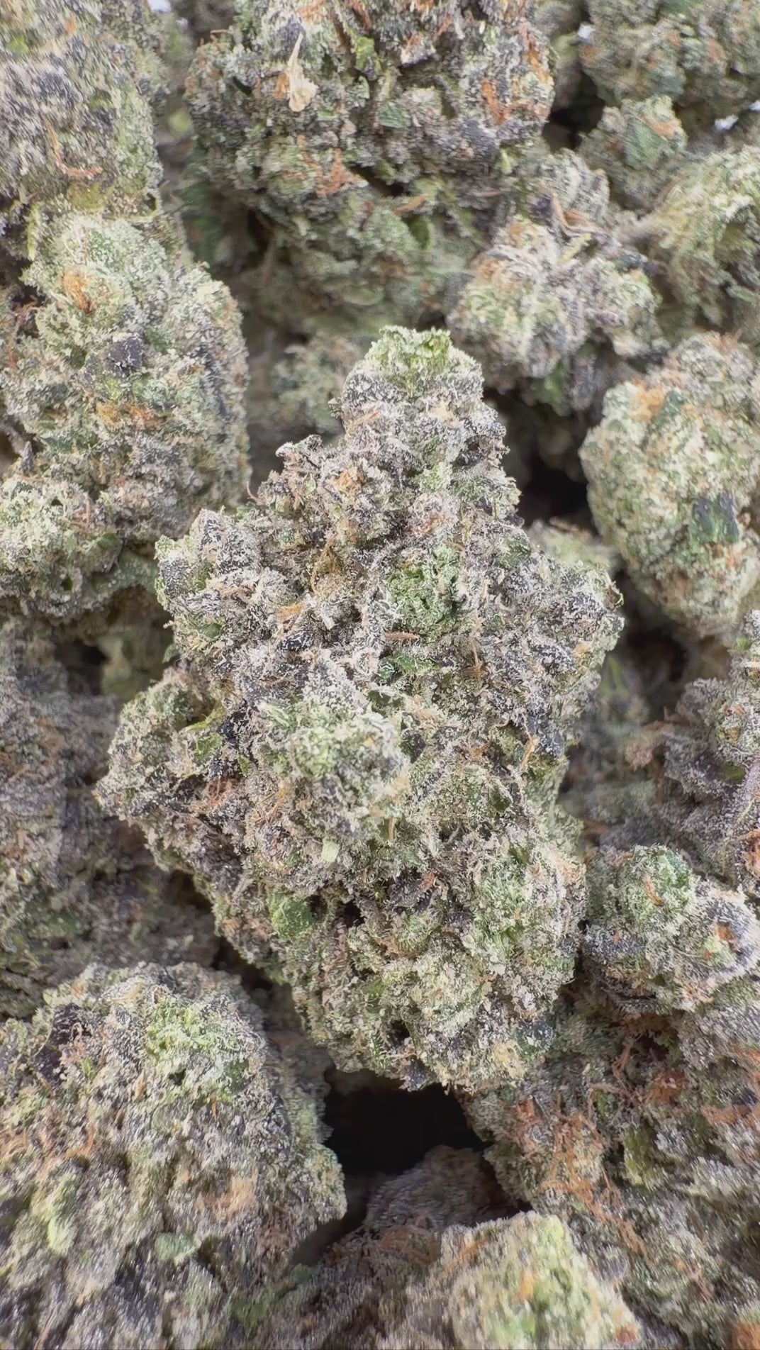 FROG POISON 🐸 (7G)
