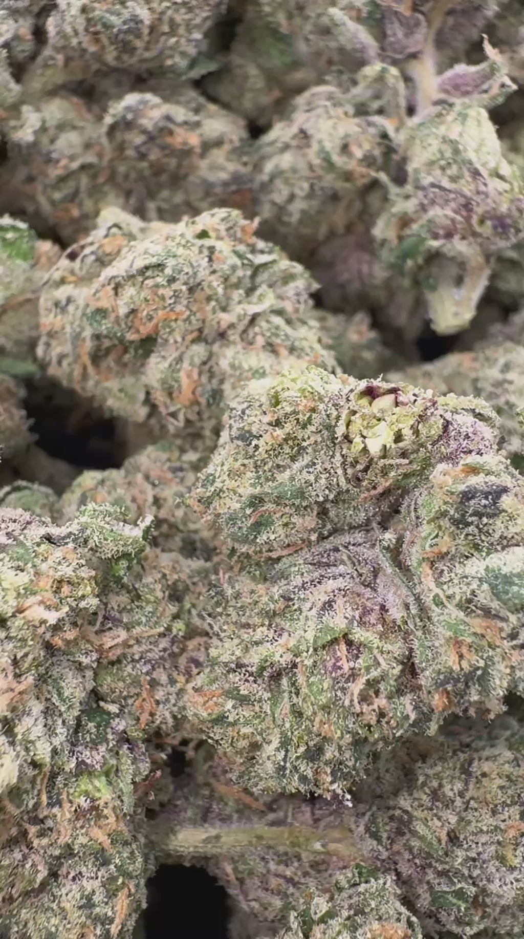 CANDY LOOPS                        By Preferred Gardens