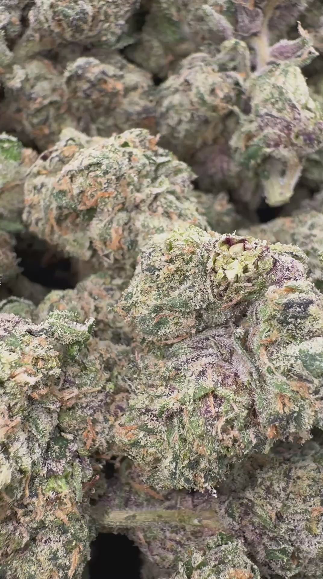 CANDY LOOPS                        By Preferred Gardens