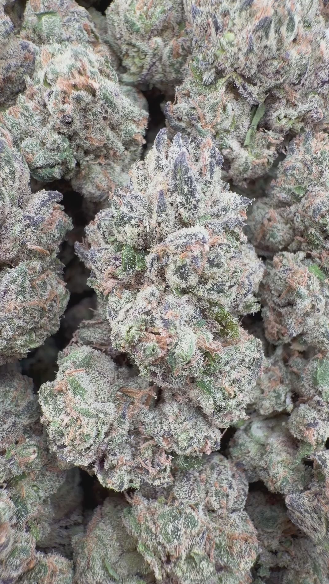 White Cherry Gelato