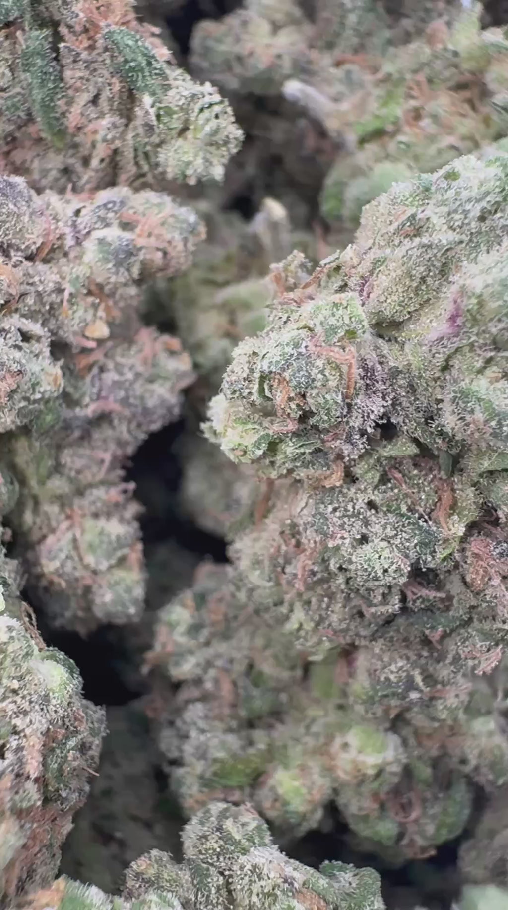 Sour Runtz⭐️