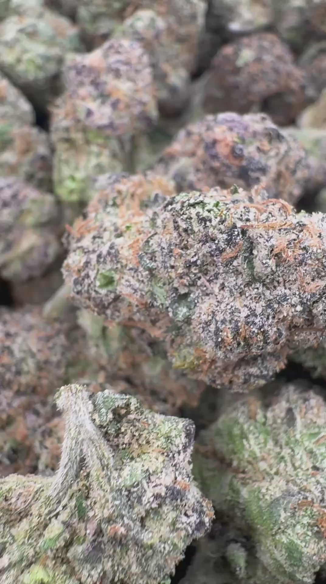 Lemon Garcia